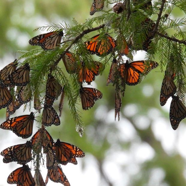 Reportan Avistamiento de Mariposas Monarcas en Coahuila